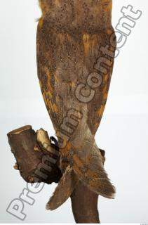 Barn owl - Tyto alba  0080